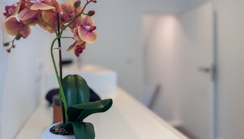 Gerenoveerde stadswoning met tuin